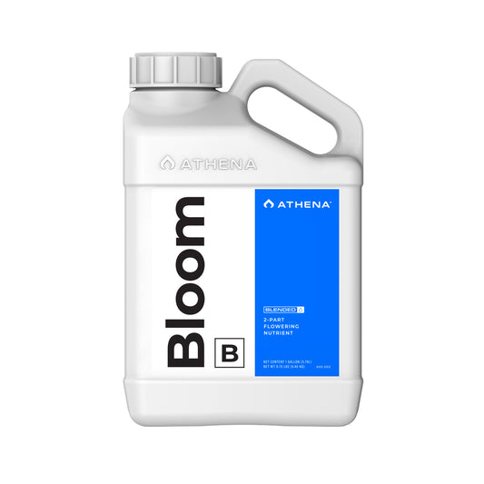 Bloom B